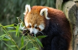ZOO de Beauval