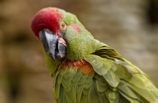 Sortie-Bioparc-Doue